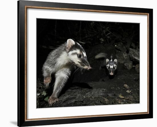 Chinese Ferret Badger (Melogale Moschata) Two Captured by Camera Trap at Night-Shibai Xiao-Framed Photographic Print