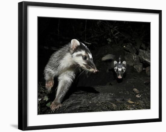 Chinese Ferret Badger (Melogale Moschata) Two Captured by Camera Trap at Night-Shibai Xiao-Framed Photographic Print