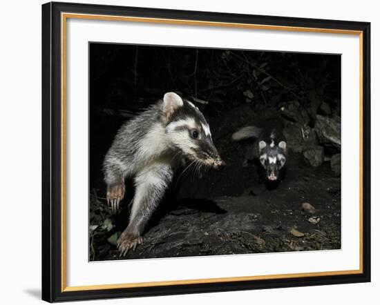 Chinese Ferret Badger (Melogale Moschata) Two Captured by Camera Trap at Night-Shibai Xiao-Framed Photographic Print