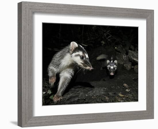 Chinese Ferret Badger (Melogale Moschata) Two Captured by Camera Trap at Night-Shibai Xiao-Framed Photographic Print