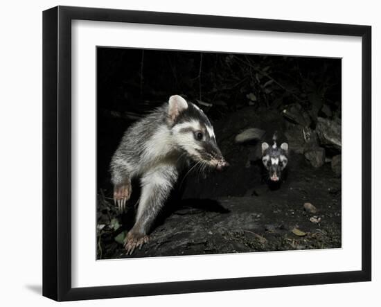 Chinese Ferret Badger (Melogale Moschata) Two Captured by Camera Trap at Night-Shibai Xiao-Framed Photographic Print