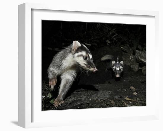 Chinese Ferret Badger (Melogale Moschata) Two Captured by Camera Trap at Night-Shibai Xiao-Framed Photographic Print