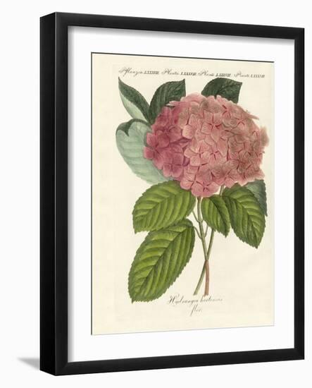 Chinese Flowers-null-Framed Giclee Print