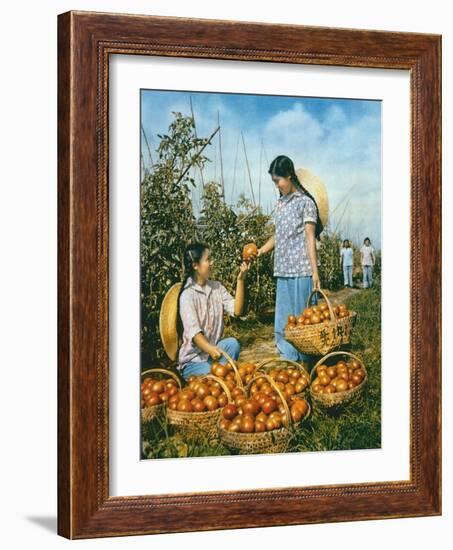 Chinese Food Production: Ripe Tomatoes, 1959-Chinese Photographer-Framed Giclee Print