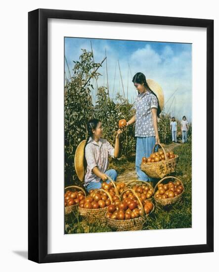 Chinese Food Production: Ripe Tomatoes, 1959-Chinese Photographer-Framed Giclee Print