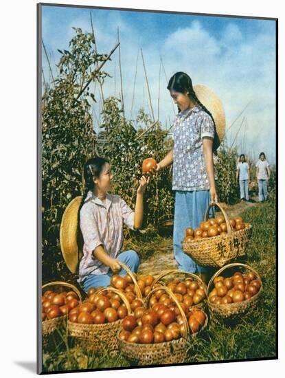 Chinese Food Production: Ripe Tomatoes, 1959-Chinese Photographer-Mounted Giclee Print