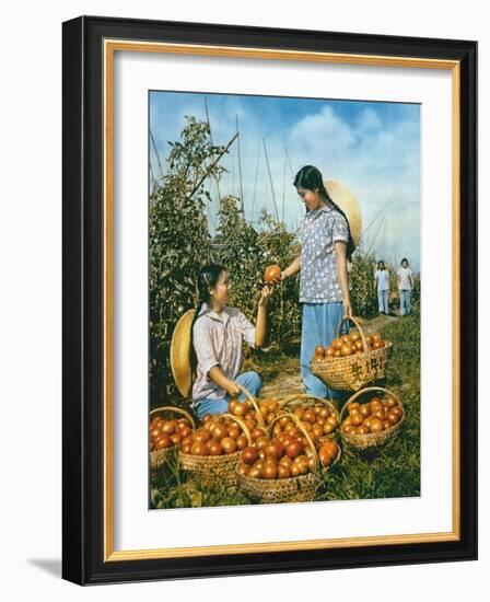 Chinese Food Production: Ripe Tomatoes, 1959-Chinese Photographer-Framed Giclee Print
