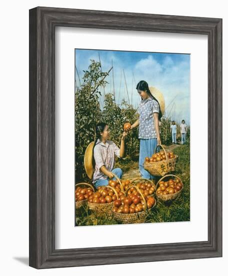 Chinese Food Production: Ripe Tomatoes, 1959-Chinese Photographer-Framed Giclee Print