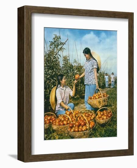 Chinese Food Production: Ripe Tomatoes, 1959-Chinese Photographer-Framed Giclee Print