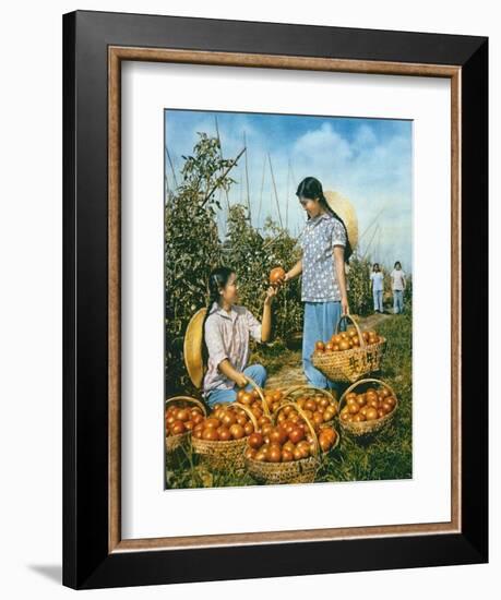 Chinese Food Production: Ripe Tomatoes, 1959-Chinese Photographer-Framed Giclee Print