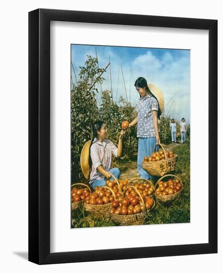 Chinese Food Production: Ripe Tomatoes, 1959-Chinese Photographer-Framed Giclee Print