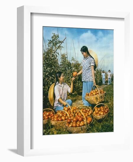 Chinese Food Production: Ripe Tomatoes, 1959-Chinese Photographer-Framed Giclee Print