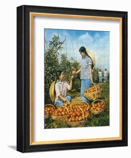 Chinese Food Production: Ripe Tomatoes, 1959-Chinese Photographer-Framed Giclee Print