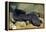 Chinese Giant Salamander (Andrias Davidianus) China, Captive. Critically Endangered-Daniel Heuclin-Framed Premier Image Canvas