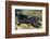 Chinese Giant Salamander (Andrias Davidianus) China, Captive. Critically Endangered-Daniel Heuclin-Framed Photographic Print