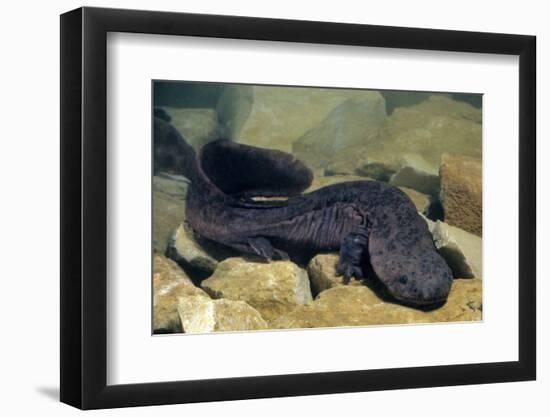Chinese Giant Salamander (Andrias Davidianus) China, Captive. Critically Endangered-Daniel Heuclin-Framed Photographic Print