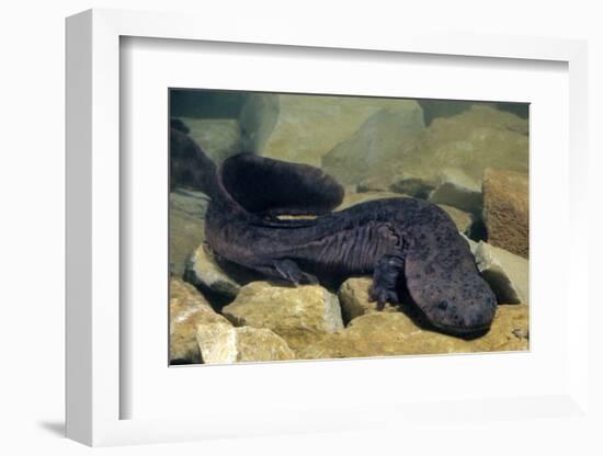 Chinese Giant Salamander (Andrias Davidianus) China, Captive. Critically Endangered-Daniel Heuclin-Framed Photographic Print