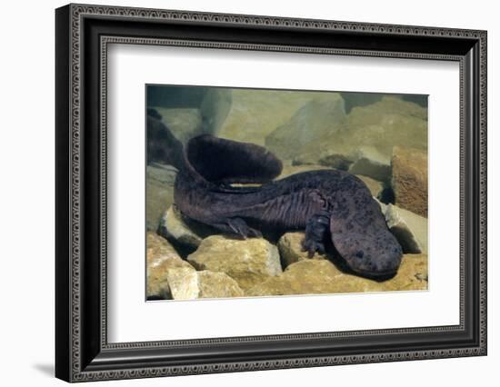 Chinese Giant Salamander (Andrias Davidianus) China, Captive. Critically Endangered-Daniel Heuclin-Framed Photographic Print