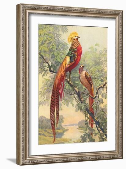 Chinese Golden Pheasant-null-Framed Art Print