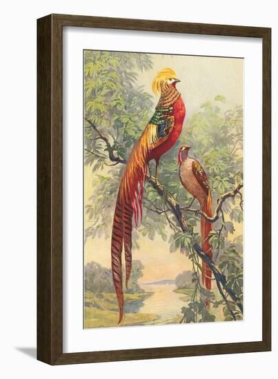 Chinese Golden Pheasant-null-Framed Art Print