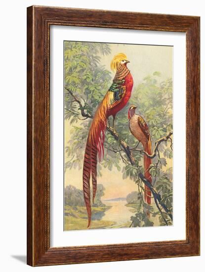 Chinese Golden Pheasant-null-Framed Art Print