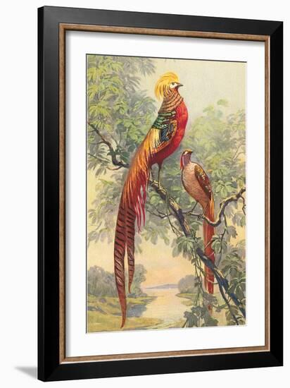 Chinese Golden Pheasant-null-Framed Art Print