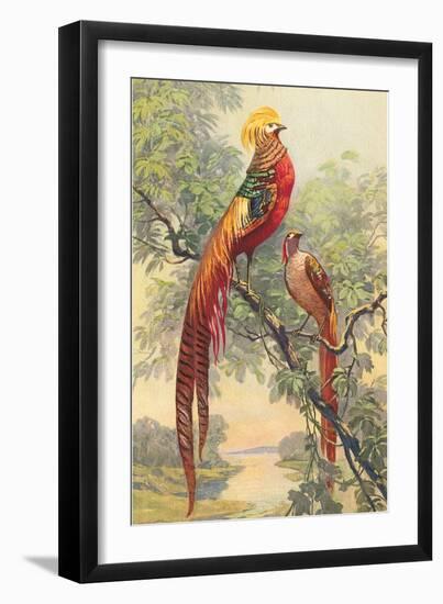 Chinese Golden Pheasant-null-Framed Art Print
