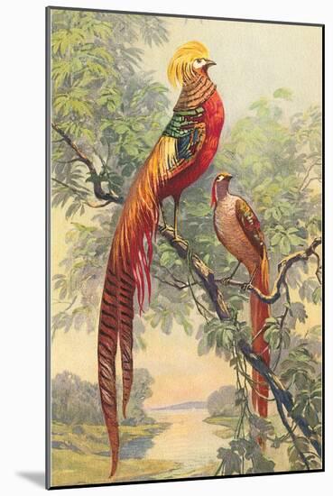 Chinese Golden Pheasant-null-Mounted Art Print
