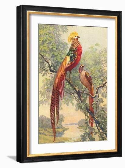 Chinese Golden Pheasant-null-Framed Art Print