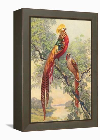 Chinese Golden Pheasant-null-Framed Stretched Canvas