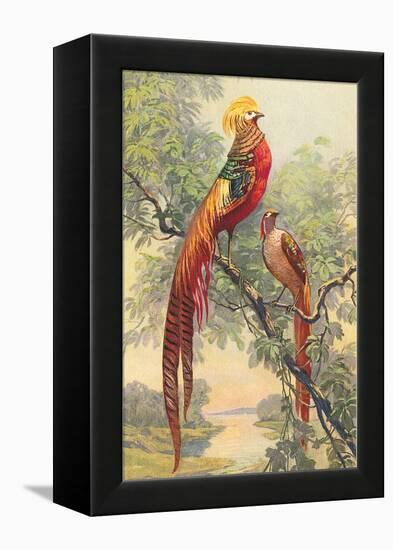 Chinese Golden Pheasant-null-Framed Stretched Canvas