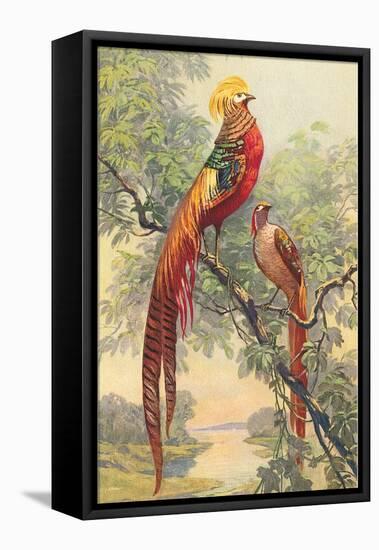 Chinese Golden Pheasant-null-Framed Stretched Canvas