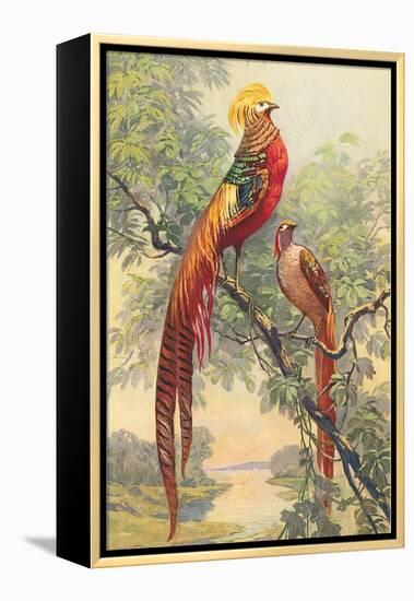 Chinese Golden Pheasant-null-Framed Stretched Canvas