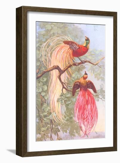 Chinese Golden Pheasants-null-Framed Art Print