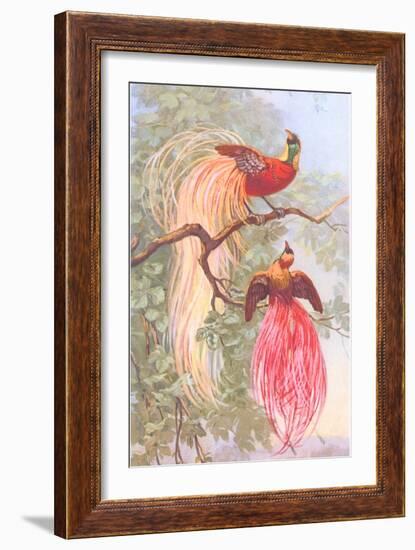 Chinese Golden Pheasants-null-Framed Art Print