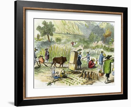 Chinese Harvest, Hong Kong, C1875-null-Framed Giclee Print