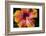 Chinese Hibiscus-Jim Engelbrecht-Framed Photographic Print