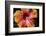 Chinese Hibiscus-Jim Engelbrecht-Framed Photographic Print