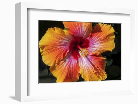 Chinese Hibiscus-Jim Engelbrecht-Framed Photographic Print