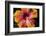 Chinese Hibiscus-Jim Engelbrecht-Framed Photographic Print