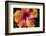 Chinese Hibiscus-Jim Engelbrecht-Framed Photographic Print