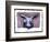 Chinese Horoscope: the Sign of the Rabbit.-Patrizia La Porta-Framed Giclee Print