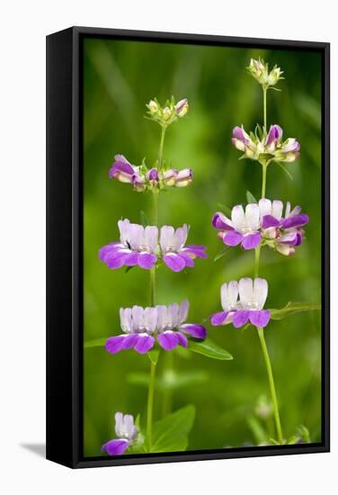 Chinese Houses (Collinsia Heterophylla)-Bob Gibbons-Framed Premier Image Canvas