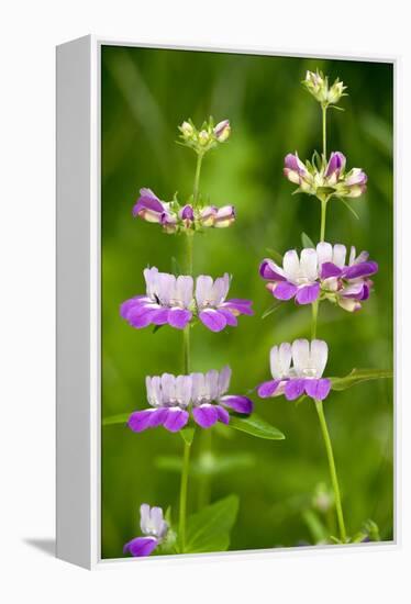 Chinese Houses (Collinsia Heterophylla)-Bob Gibbons-Framed Premier Image Canvas