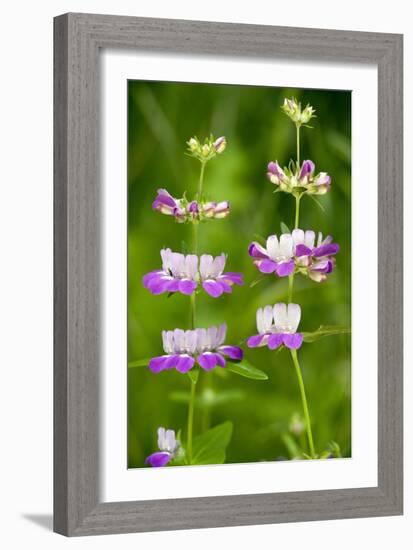 Chinese Houses (Collinsia Heterophylla)-Bob Gibbons-Framed Photographic Print