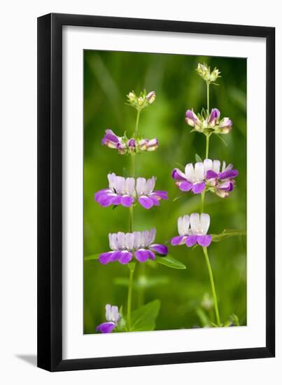 Chinese Houses (Collinsia Heterophylla)-Bob Gibbons-Framed Photographic Print