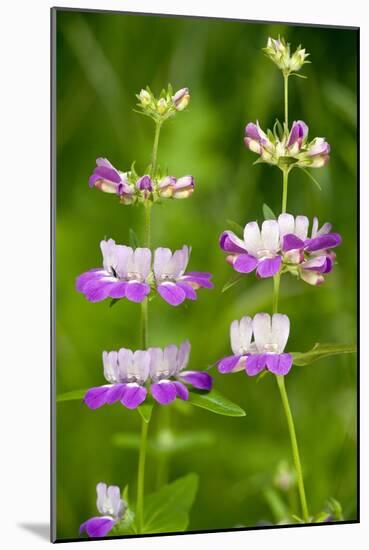 Chinese Houses (Collinsia Heterophylla)-Bob Gibbons-Mounted Photographic Print