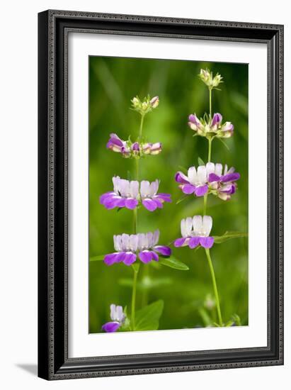 Chinese Houses (Collinsia Heterophylla)-Bob Gibbons-Framed Photographic Print