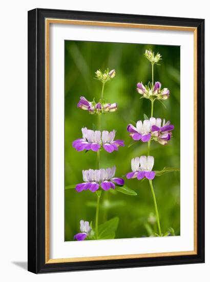 Chinese Houses (Collinsia Heterophylla)-Bob Gibbons-Framed Photographic Print