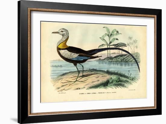 Chinese Jacana, 1863-79-Raimundo Petraroja-Framed Giclee Print